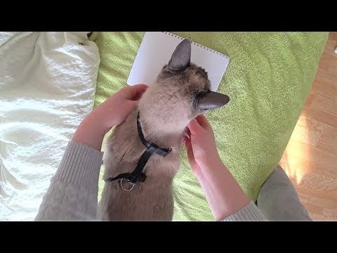 Anleitung: Wie man eine Katze trainiert ein Geschirr zu tragen (+ meine 2 Siamkatzen)