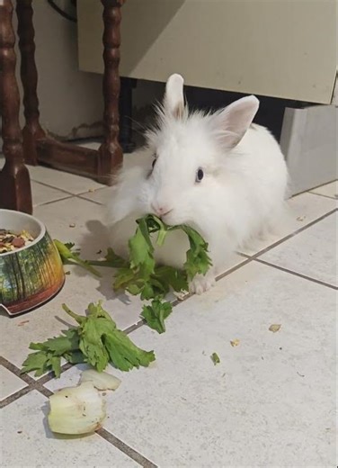 #rabbit eating celery #yummy😍😍