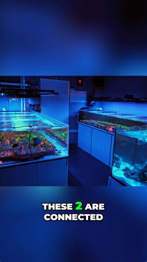 Moon Reefs Coral Farm