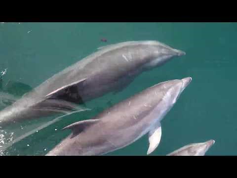 Dolphins Effortlessly Bow Ride Boats