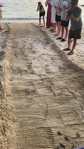 Baby Turtle Hatchling Adventure - Discovering Turtle Lanes