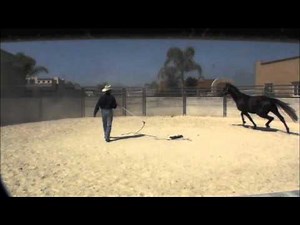 Starting a Warmblood Stallion Part 1