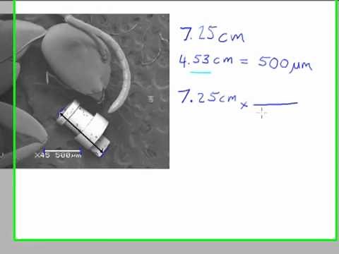 Calculating the Size of a Feature in a Micrograph