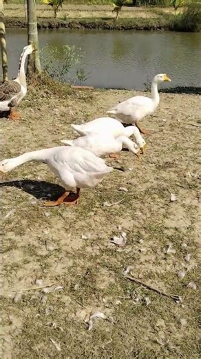 BEAUTIFUL DUCK SOUNDS VIDEO #animalsounds