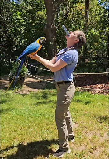 Unique Features of a Blue and Gold Macaw