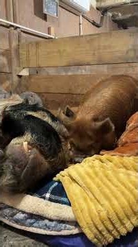 Kunekune Pile #arthursacres