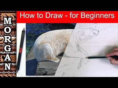 How to draw for beginners : using proportional dividers - Jason Morgan wildlife art