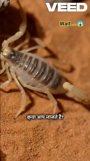 🤯Scorpions: Nature's Most Resilient Survivalist|#facts