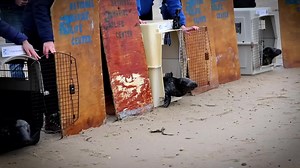 2K views · 92 reactions | Dr. Bunsen Honeydew, Beaker, & Fozzie Bear...