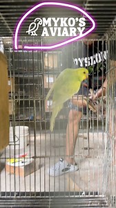 Parakeet mix match pairing by parakeet expert Eric | Myko's Aviary