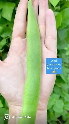 The Best Heirloom Runner Bean Variety: Czar