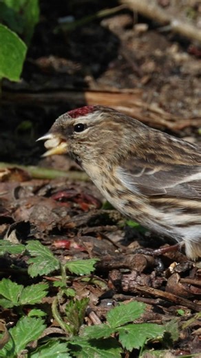 Stunning Redpoll