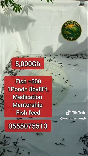 Catfish Farming in Ghana: A Comprehensive Guide