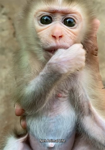 Adorable Baby Monkey with Big Eyes - A Heartwarming Clip
