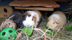 1.8K views · 498 reactions | Zelda, Winnie and Elf | Cavy Corner | Facebook