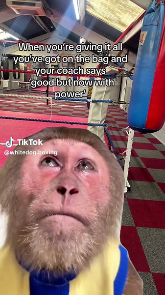 Whitedog boxing on TikTok