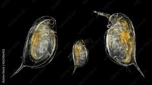 Daphnia pulex under the microscope, is a plankton crustacean, three daphnias 4K