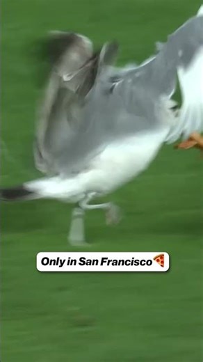 Content everyone wants to see 😂 #funny #birds #baseball #mlb #giants #pizza