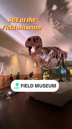 Explore SUE the T. Rex at Field Museum in Chicago