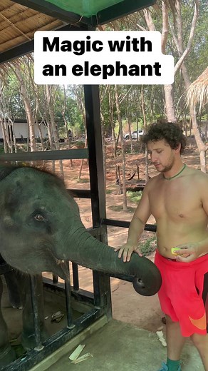 477K views · 2.2K reactions | Magic with an elephant ... #magictrick | Magicians | Facebook