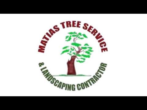 Tree Service in Wood Park Sacramento CA 🌳 Fast, Affordable & Safe | Matias Tree Service