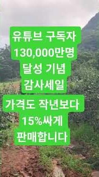 Pre-order Fresh Danyang High-Altitude Pesticide-Free Aronia at a Lower Price Than Last Year