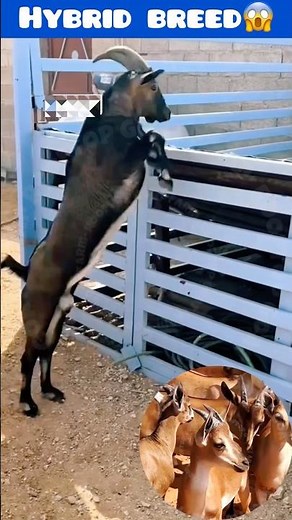 Hybrid breed 😱 #rooftop #goatfarming #facts #animals #farming #GOAT #hybrid #earn