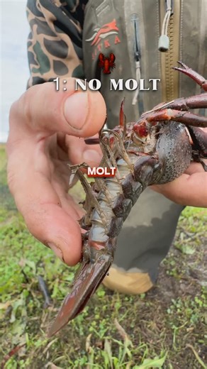 Louisiana Crawfish Co | 🦞 Molting process in more detail 👇 The red swamp crawfish (Procambarus clarkii) grows by molting, shedding its hard exoskeleton to form a... | Instagram