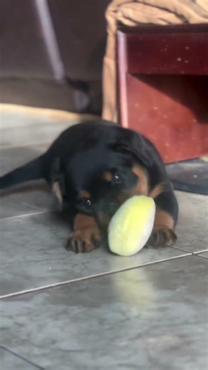 Cute puppy playing 🤩 #cutedogs #rottweiler #dogs