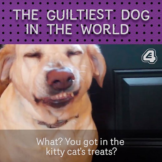 12M views · 3.3K shares | This is one culpable canine. | E4 | Facebook