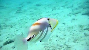 Trigger fish attack in Maldives Soneva Fushi.mov