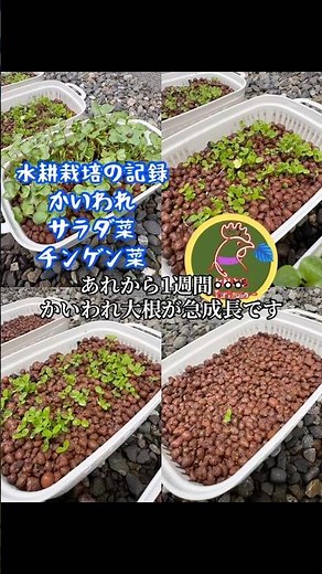 外で育てる水耕栽培！かいわれ大根が急成長してます。