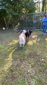 Is your dog the Fun police? The protector enforcer? I’ve been explaining the ranks and showed Joey the Doberman stepping up to help Turbo the pug when they were working with a Labrador who hasn’t seen dogs for 4 years. Well here is more footage but this time with Turbo jumping in to help Joey (he didn’t need any help he corrected the hump perfectly) Tubs runs in like a little knight in shining armour to save the day!! The drive and natural intuition in this rank is so clear to see!! It’s possibl