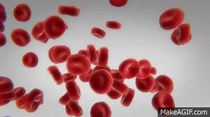 Flowing Red Blood Cells on Make a GIF