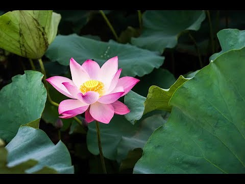 Lotus Life Cycle From Seed to Bloom | Nature |Lotus Plant| A Beautiful Lotus Flower