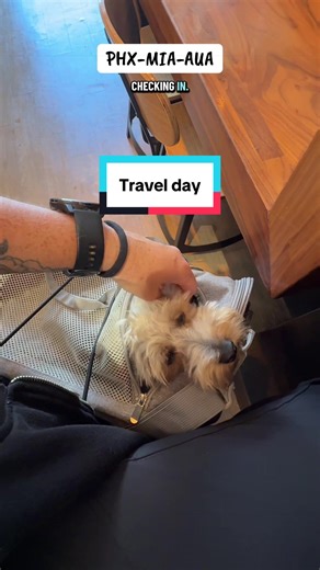 Phoenix to Miami’s, stay overnight, then Miami to Aruba! Kuzco did amazing flying for the first time! So happy to be in Aruba! #aruba #arubavacationtips #onehappyisland