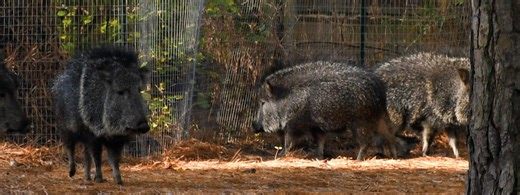 Meet Salisbury Zoo's new, unique herd of endangered, exotic residents