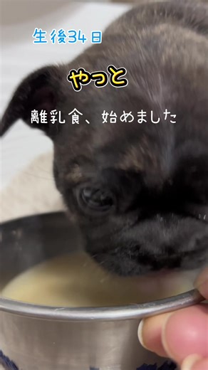 生後34日 離乳食、やっと始めました #フレンチブルドッグブリーダー #フレブル子犬 #フレブル赤ちゃん #フレブルブリンドル