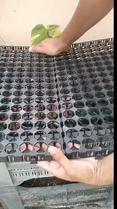 769K views · 7.1K reactions | Sardiyon mei bij ugane ka sahi tarika || How to germinate winter seeds at home? #winter #vegetables #flowers #seeds #germination #gardening #gardeningtips #terracegarden #fbreels #reelitfeelit | Gardening Aasaan Hai | Facebook