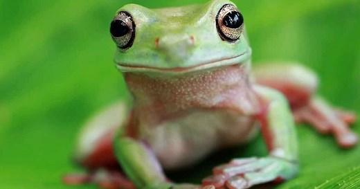 Qué significa que un sapo o rana aparezca en tu casa