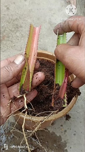 How to grow pineapple plant from leaves // Growing pineapple tree from leaves #shorts #pineapple