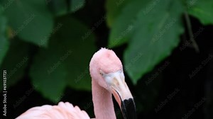 flamingo or Caribbean flamingo Phoenicopterus ruber is looking for food in water. Lives on the Caribbean coast. This is the largest representative of the flamingo family. Victoria Butterfly Gardens