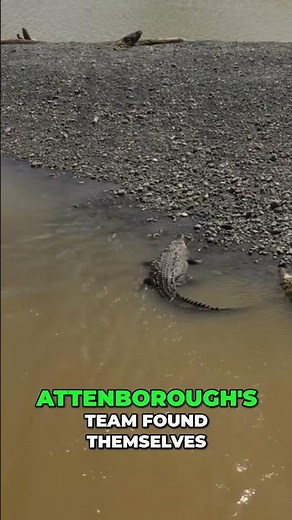 Saltwater Crocodile Attack: Terrifying Close Call Filming.