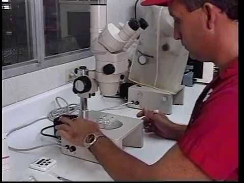 Embryo Transfer: Beef Part 2