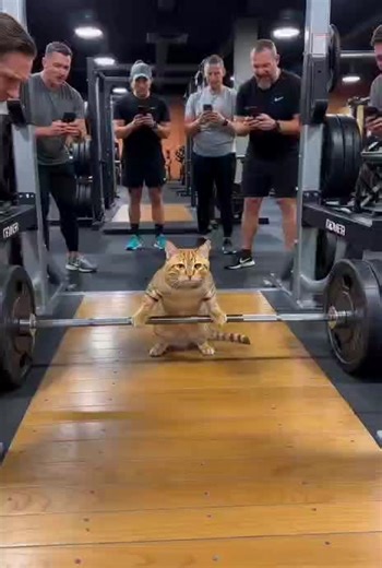 Cat Lifts Heavy Barbell Alone 💪🐱 #Cat #StrongCat #GymCat #Motivation #viral