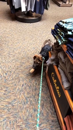 73K views · 370 reactions | Rumble on Reels | Facebook