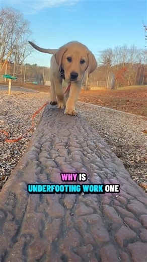 2.1K views · 98 reactions | Prep work for escalator training with my...