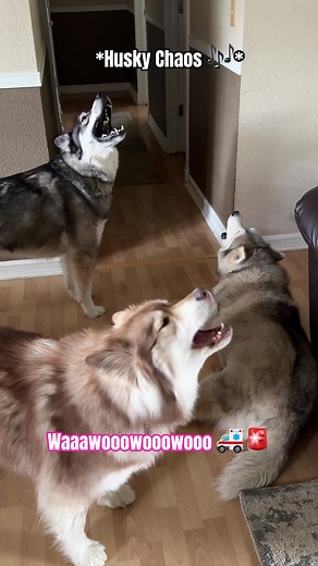Dramatic Husky Howling Compilation | Funny Husky Videos