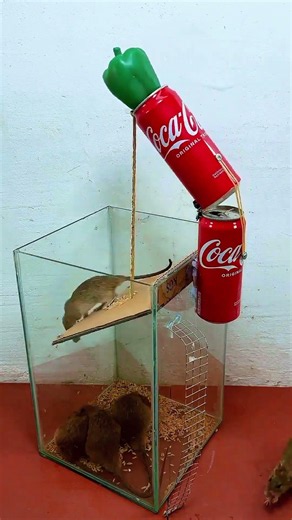 Genius DIY Mouse Trap using Soda Cans! #mousetrap #DIY #equipment #shorts #viralshorts