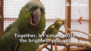 20K views · 1.4K reactions | Thanks to you, in 2017, countless tails thumped, immeasurable purrs were heard, abundant smiles and snuggles were shared, and thousands of humans found new best friends. Together, let’s make 2018 the brightest year yet for homeless pets around the country. Happy New Year from all of us at Best Friends! -emily | Best Friends Animal Society | Facebook